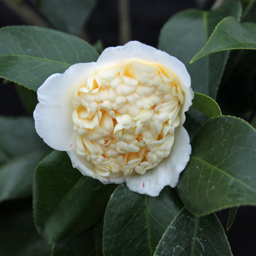 椿（つばき）の販売店【花育通販】白卜伴の苗を販売