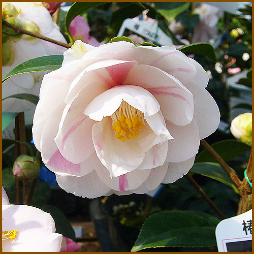 椿（ツバキ）苗木の育て方