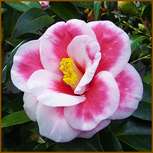 椿（ツバキ）苗木の育て方