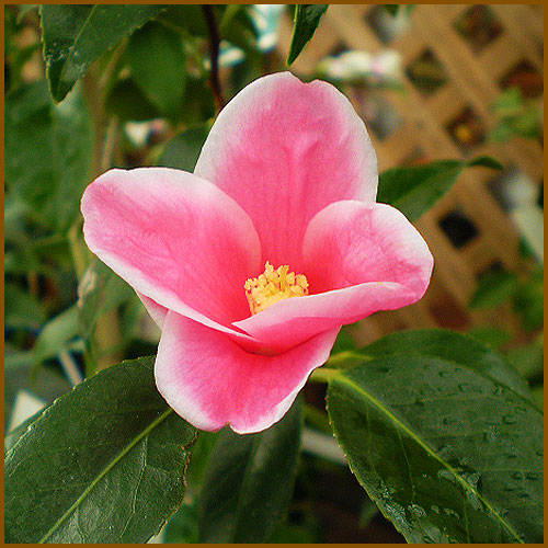 椿（ツバキ）苗木の販売店