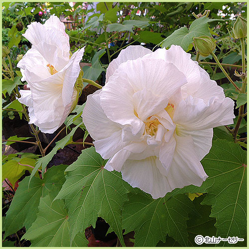花木・庭木の販売店【花育通販】 酔芙蓉（スイフヨウ）苗木（1年生