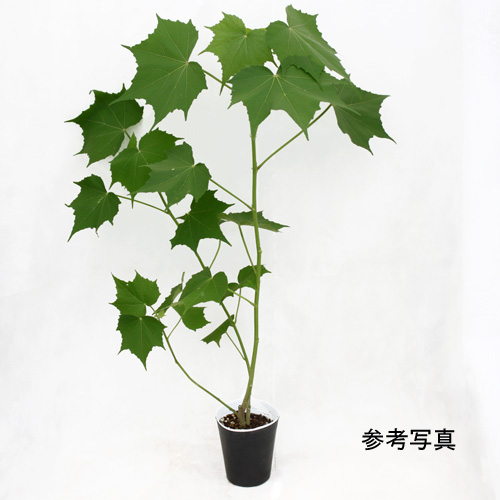 おわら風の盆（八尾）酔芙蓉（スイフヨウ・すいふよう）の苗木を販売