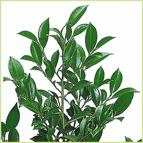 本榊（本サカキ）の苗木を販売