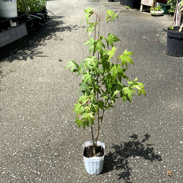イロハモミジ 苗木 紅葉 花木・庭木の販売店【花育通販】 モミジの苗木 いろは紅葉を販売
