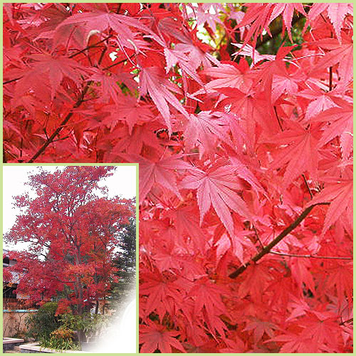 モミジ（根巻き苗）紅葉　モミジ苗木　イロハモミジ zatuboku10-4.jpg