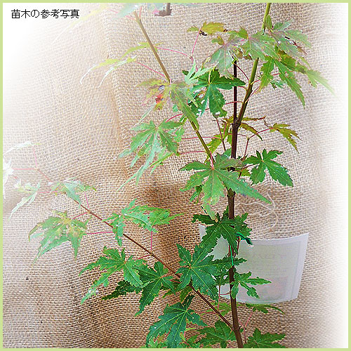 モミジ（根巻き苗）紅葉　モミジ苗木　イロハモミジ 楽天市場】もみじ 苗木 【イロハモミジ】 約1.0m 根巻き苗