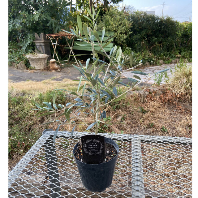 花木・庭木の販売店【花育通販】 オリーブの苗木 シプレッシーノ