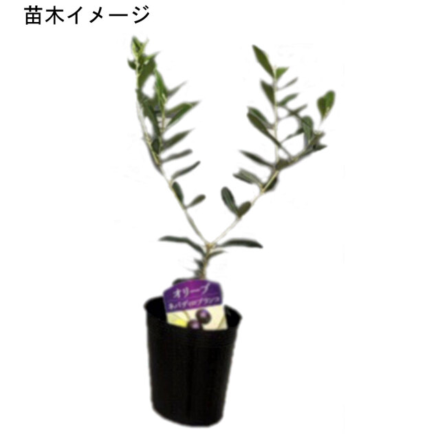 ひなかぜ Mサイズ 約180cm NO.10372 オリーブの木 - 株式会社鶴亀園 オリーブ ひなかぜ 苗木 約62㎝ らくらく ※プラ鉢と土