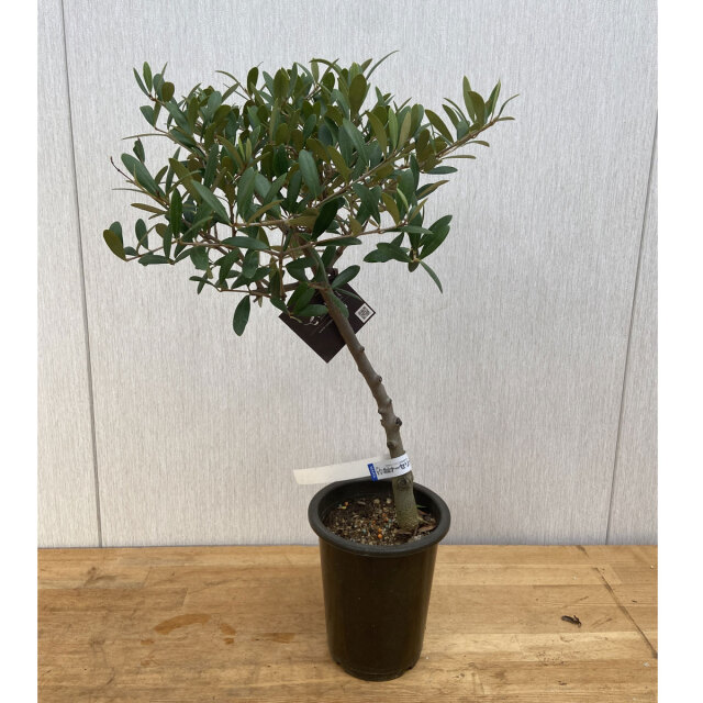 高品質 鶴亀園のオリーブ ネバディロブロンコ 7号 （オリーブの