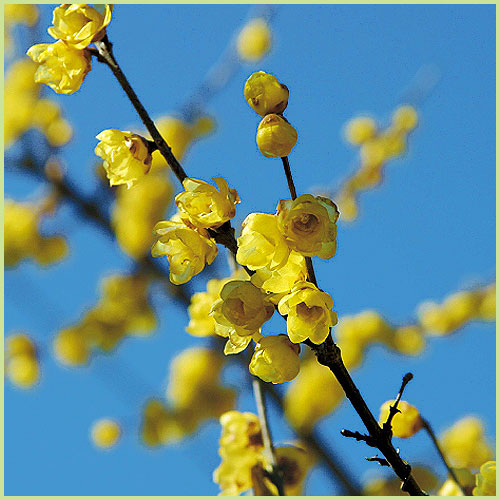 蝋梅（ロウバイ）の苗木を販売