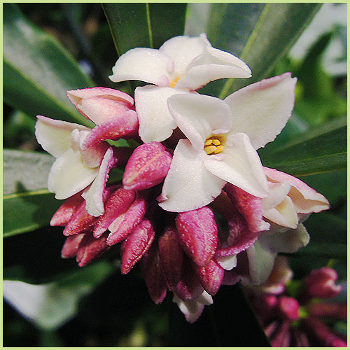 沈丁花赤 苗木 特大株 植木・庭木の販売店【花育通販】 沈丁花