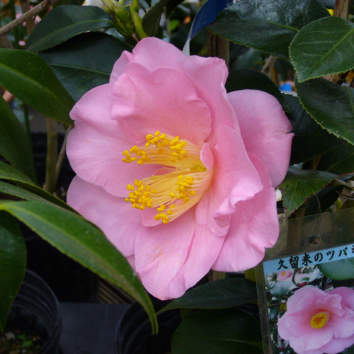 花木・庭木の販売店【花育通販】椿（ツバキ）の苗木 福娘を販売 