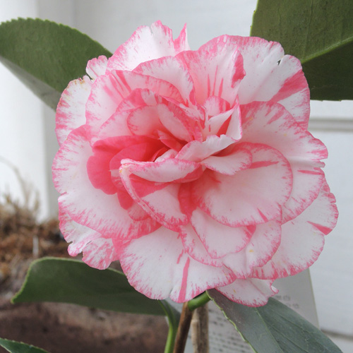 椿（つばき・ツバキ）苗木販売店「花育通販」