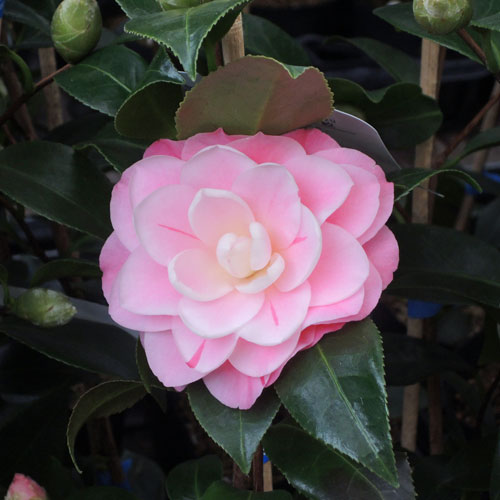 椿（つばき）の販売店【花育通販】津川絞の苗を販売