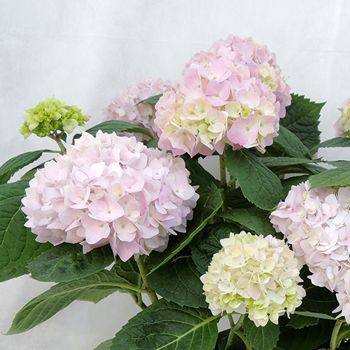 庭木花木の販売店【花育通販】紫陽花（アジサイ）苗木 霧島の恵（きりしまのめぐみ）を販売しております。