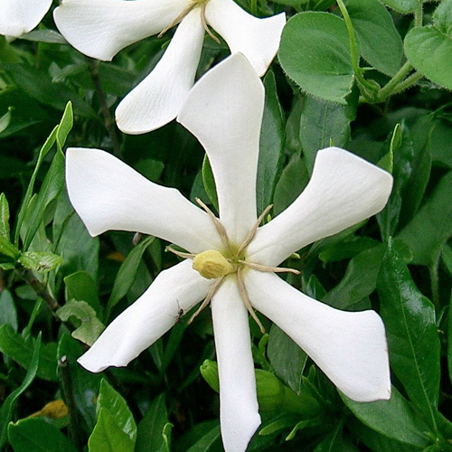 一重咲きクチナシを販売【花育通販】夏花木の販売店