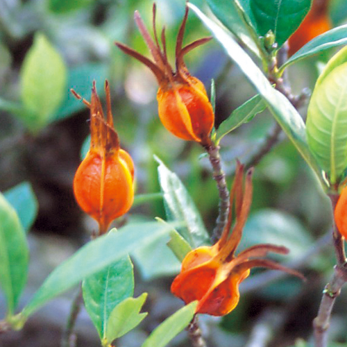 くちなし（クチナシ）の苗木を販売【花育通販】夏の花木販売店