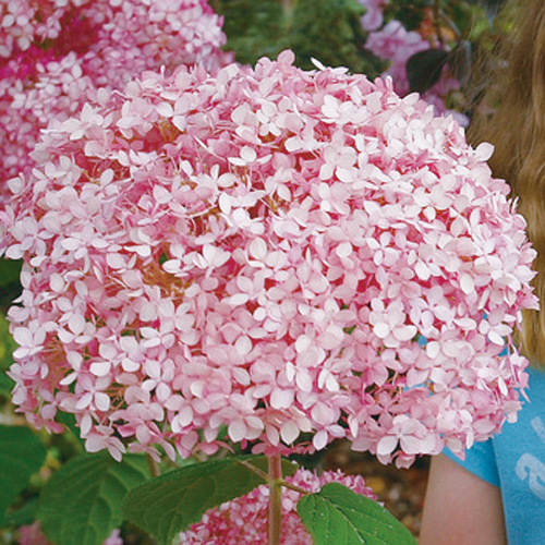 アナベル☆紫陽花☆アジサイ