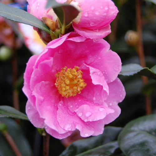 椿（つばき）の販売店【花育通販】ドリームガールの苗を販売