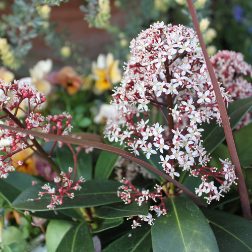 花木・植木の販売店【花育通販】スキミア・ルベラの苗を販売