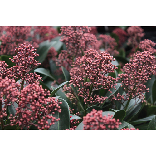 花木・植木の販売店【花育通販】スキミア・ルベラの苗を販売
