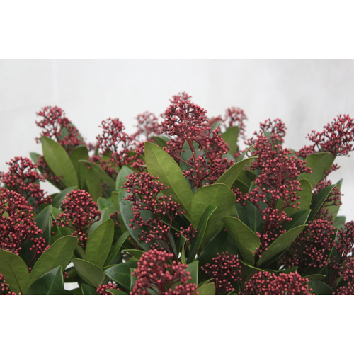 花木・植木の販売店【花育通販】スキミア・ルベラの苗を販売