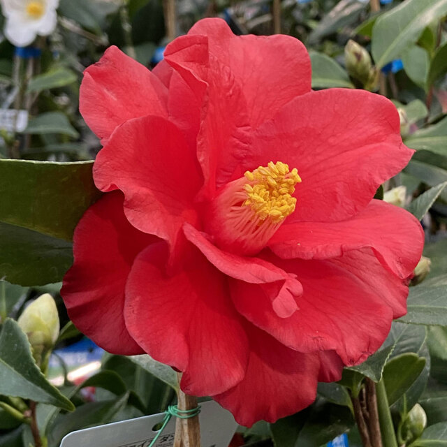 花木・庭木の販売店【花育通販】椿（ツバキ）の苗木 ファイアーダンス 