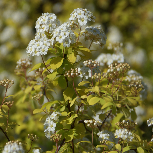 コデマリ「ゴールドファウンテン」の苗木を販売【花育通販】