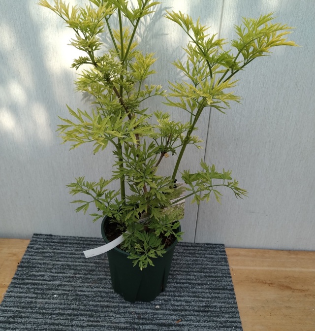 サンブカス（西洋ニワトコ）・ゴールデンタワーの苗木を販売【花