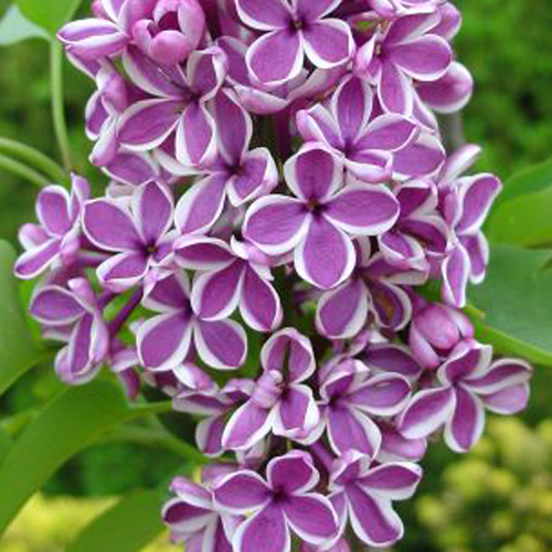 ライラック「センセイション」の苗木を販売【花育通販】花木・植木の販売店