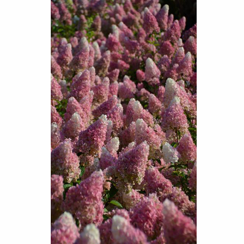 ピラミッドアジサイ「サンデーフレーズ」の苗木を販売【花育通販】