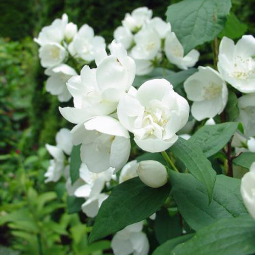 バイカウツギ「スノーファンタジー」の苗木を販売【花育通販】