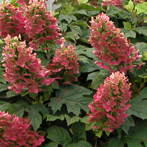 柏葉アジサイ「ルビースリッパーズ」の苗木を販売【花育通販】