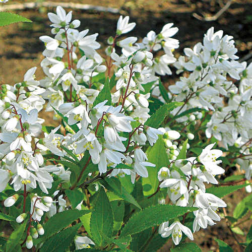 姫空木（ヒメウツギ）の苗を販売【花育通販】