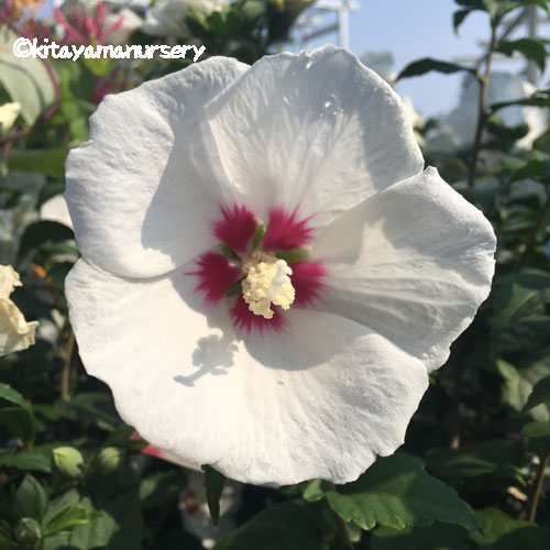 槿（ムクゲ）・日の丸の苗木を販売【花育通販】