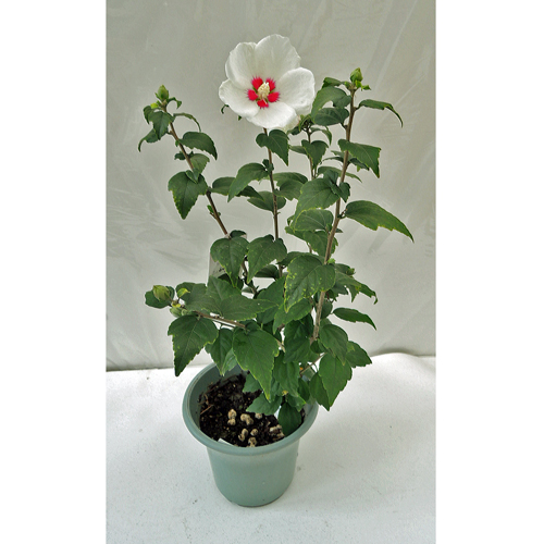 槿（ムクゲ）・日の丸の苗木を販売【花育通販】