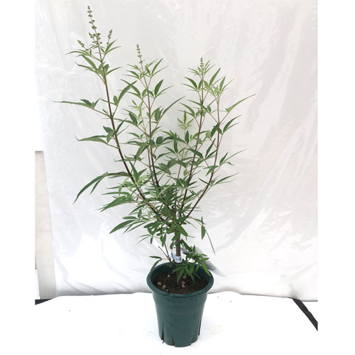 西洋ニンジンボクの苗木（青花）を販売【花育通販】