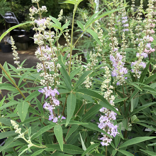 西洋ニンジンボク苗木　52センチ　大小セット 西洋ニンジンボク (チェストベリー) 桃花 ポット苗 : 苗木部 花