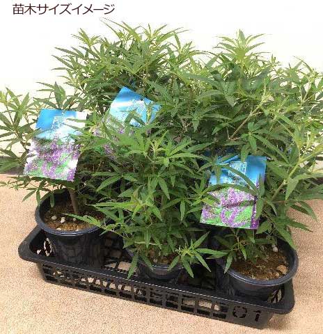 西洋ニンジンボクの苗木（青花）を販売【花育通販】