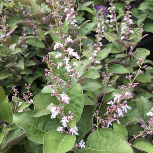 花木・庭木の販売店【花育通販】 西洋ニンジンボク（ミツバハマゴウ