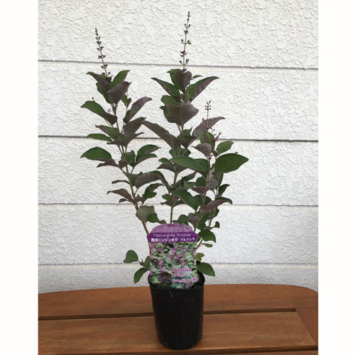 ガーデニング植木 ミツバハマゴウ 庭木 ミツバハマゴウ プルプレア
