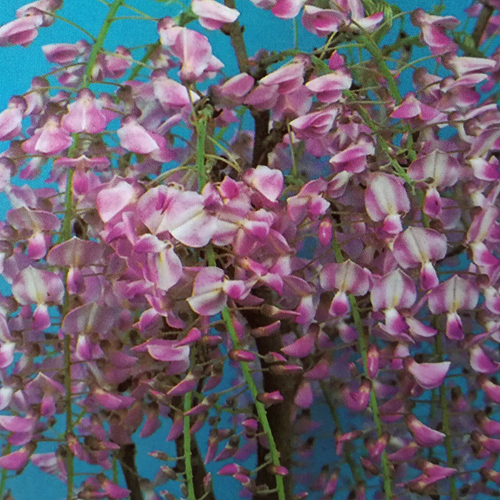 【花育通販】藤（フジ）「本紅藤」の苗木を販売