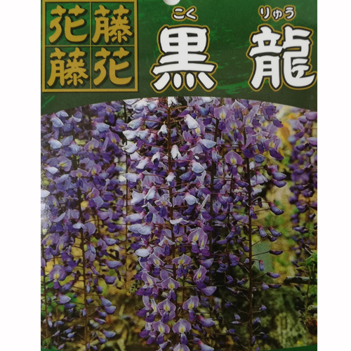 【花育通販】藤（フジ）「黒龍藤」の苗木を販売