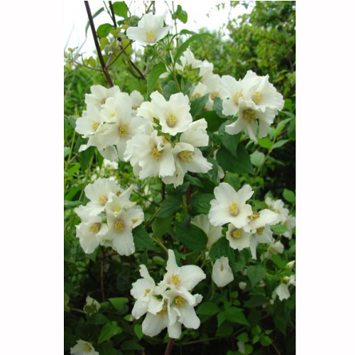 バイカウツギ「ベルエトワール」