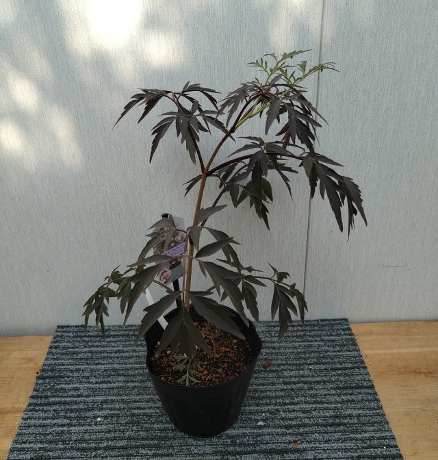 花育通販】サンブカス（西洋ニワトコ）ブラックレースの苗木を販売
