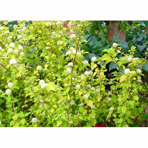 テマリシモツケ・ダーツゴールドの苗木【花育通販】