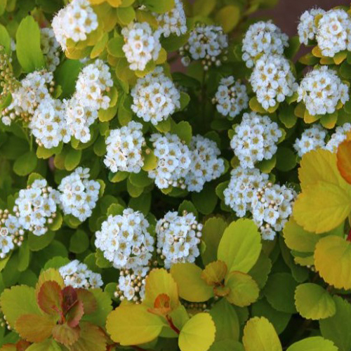 丸葉シモツケ・トーゴールドの苗木【花育通販】