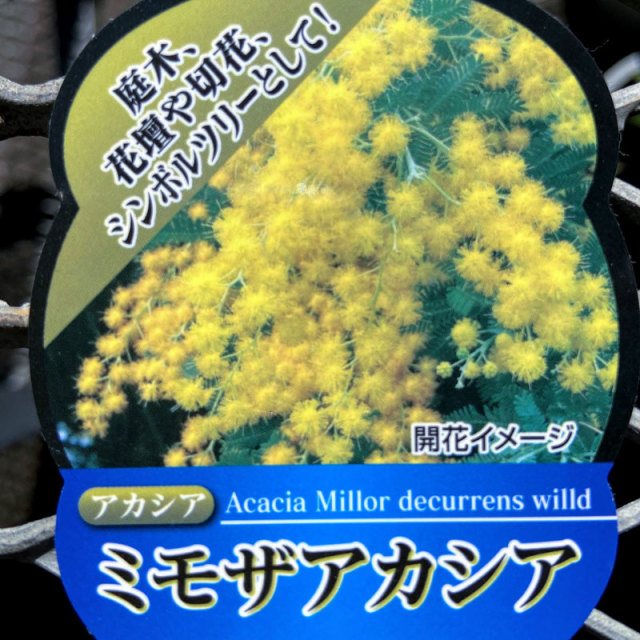 ミモザアカシア苗木