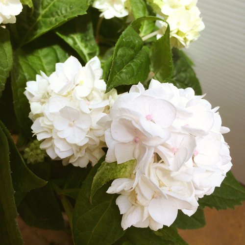 ヤマアジサイ・うるは苗木を販売