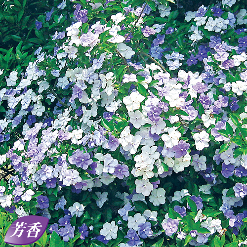 ニオイバンマツリの鉢植えを販売【花育通販】